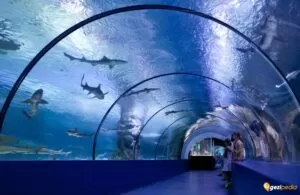 Antalya Akvaryum Turu 3 |