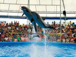 Dolphin Show alanya 1 |