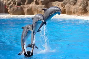 alanya dolphins show 3 |