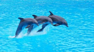 dolphin show alanya |