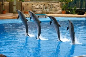 dolphin show holiday excursion |