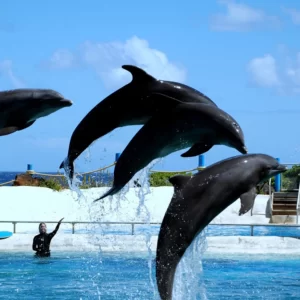 dolphin show in alanya