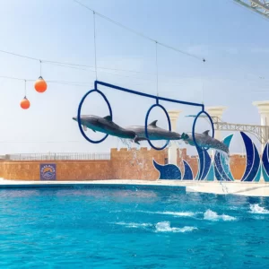 dolphin show in alanya 5 |